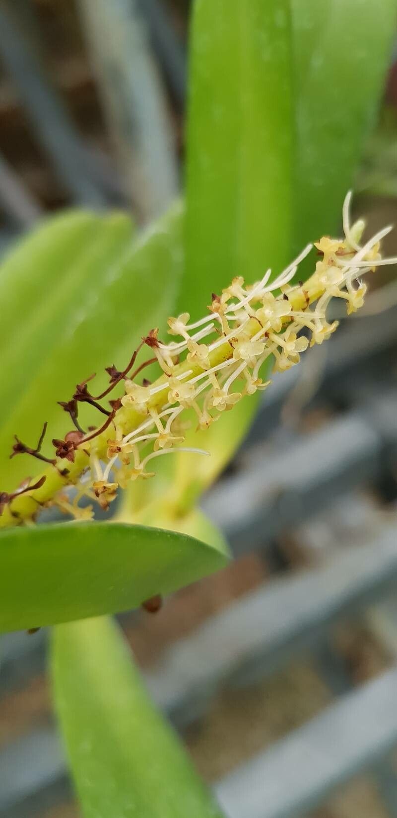 Diaphananthe ichneumonea flower