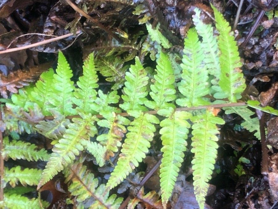 Dryopteris goldiana — search result for 'Dryopteris'