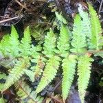 Dryopteris goldiana