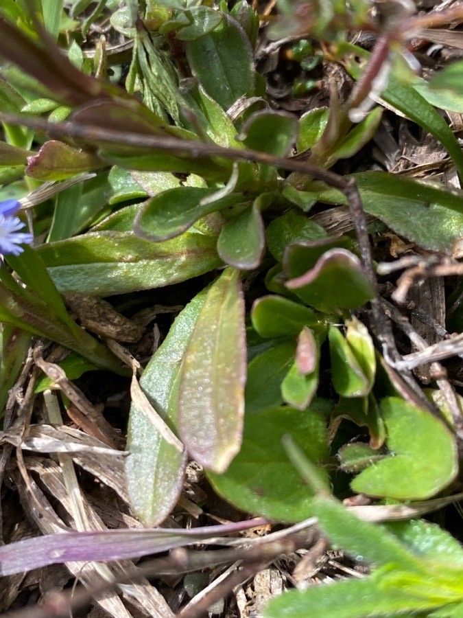 Polygala amara leaf
