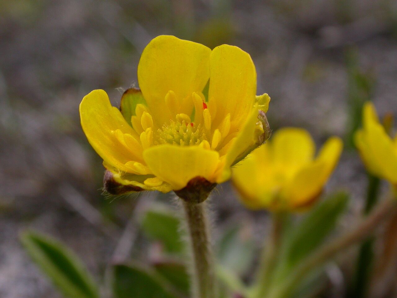 Ranunculus sericeus — houseplant care guide