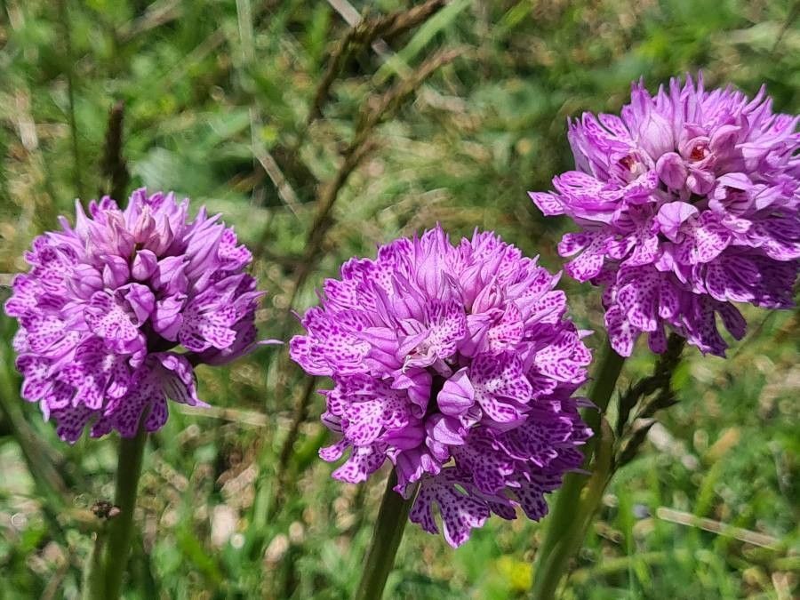 Neotinea tridentata flower