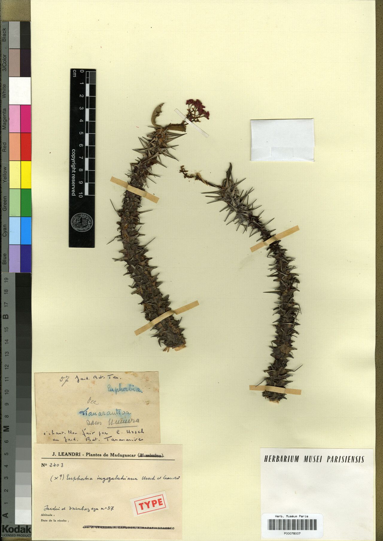 Euphorbia × ingezalahiana — houseplant care guide