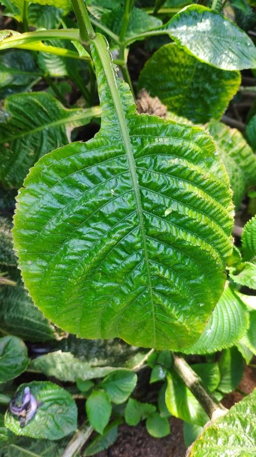 Brillantaisia ulugurica leaf