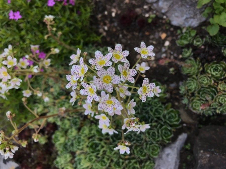Saxifraga hostii flower
