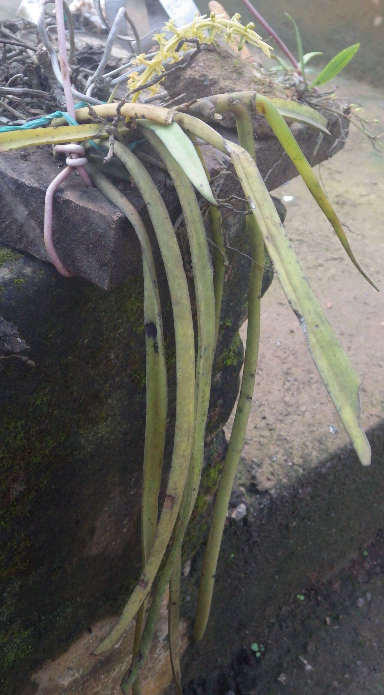 Diaphananthe gabonensis habit