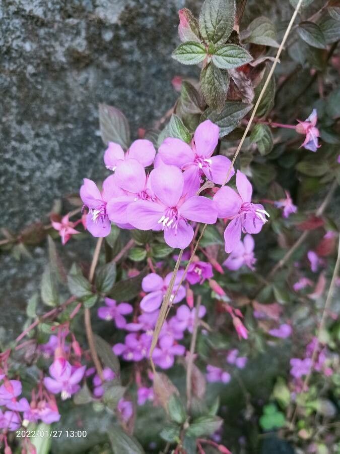 Centradenia inaequilateralis flower