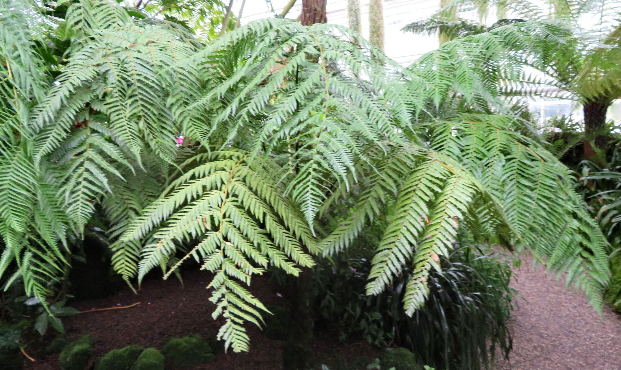 Dicksonia navarrensis habit