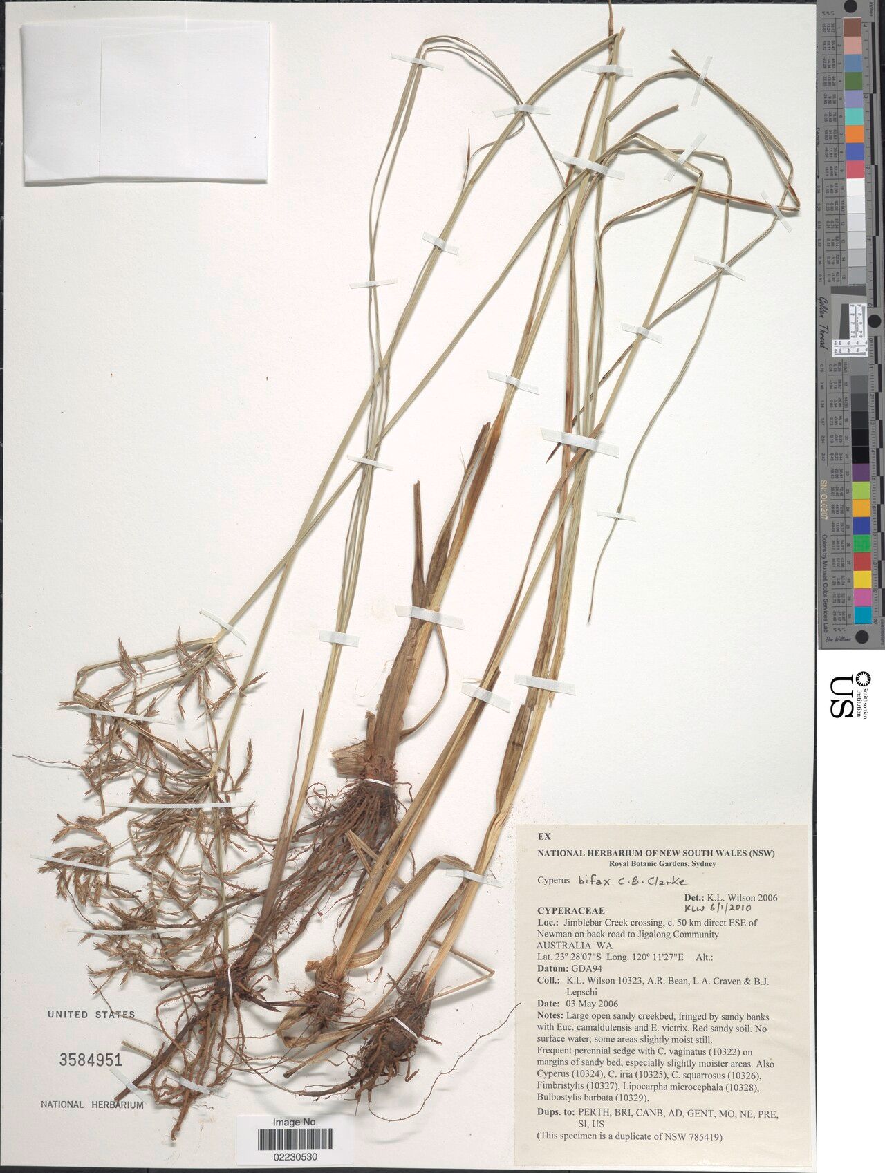 Cyperus bifax — houseplant care guide