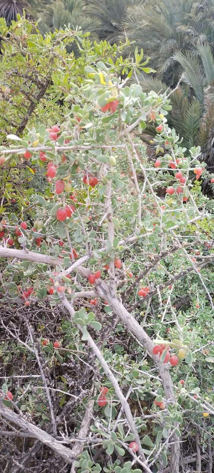 Nitraria retusa fruit