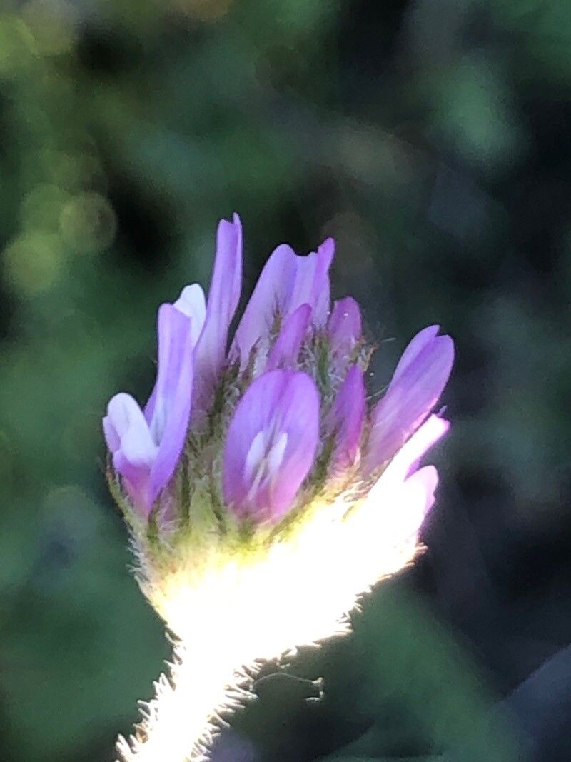 Astragalus stella flower