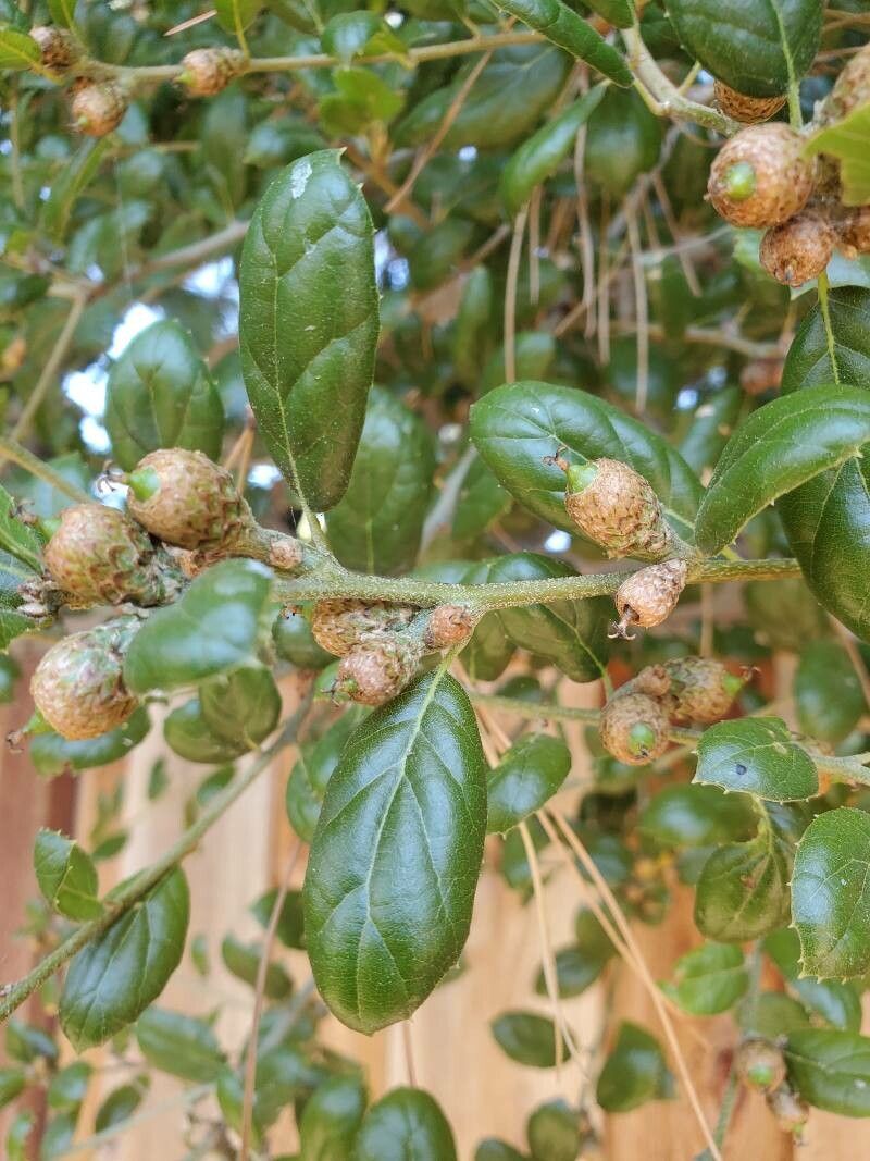 Quercus agrifolia fruit