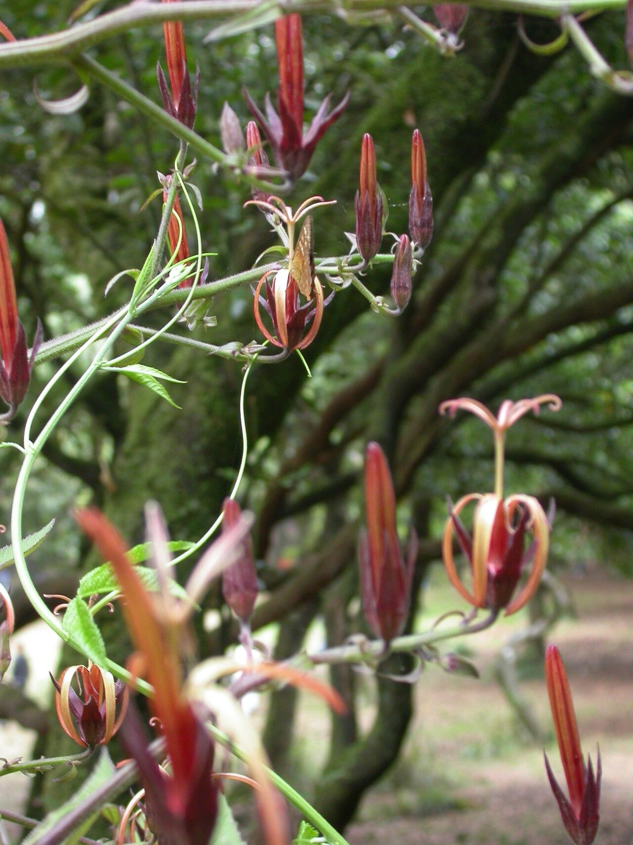Musschia wollastonii flower