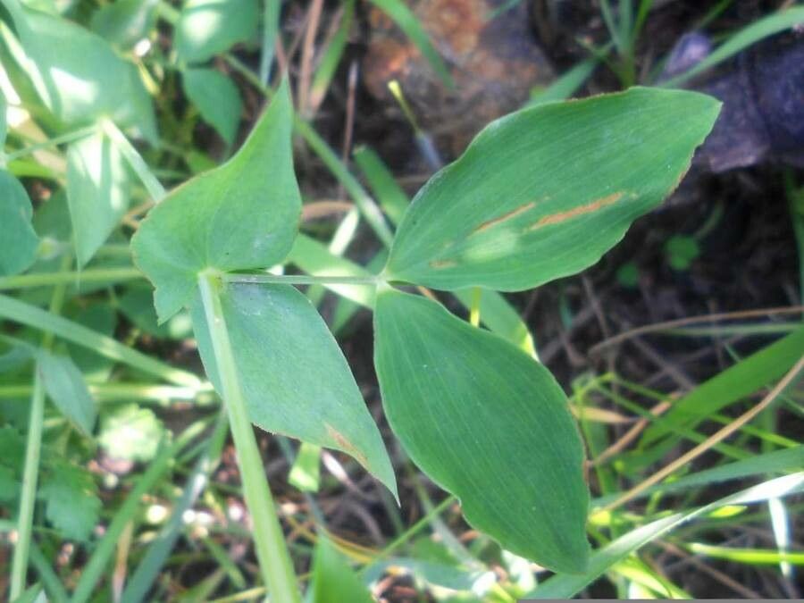 Lathyrus laxiflorus leaf