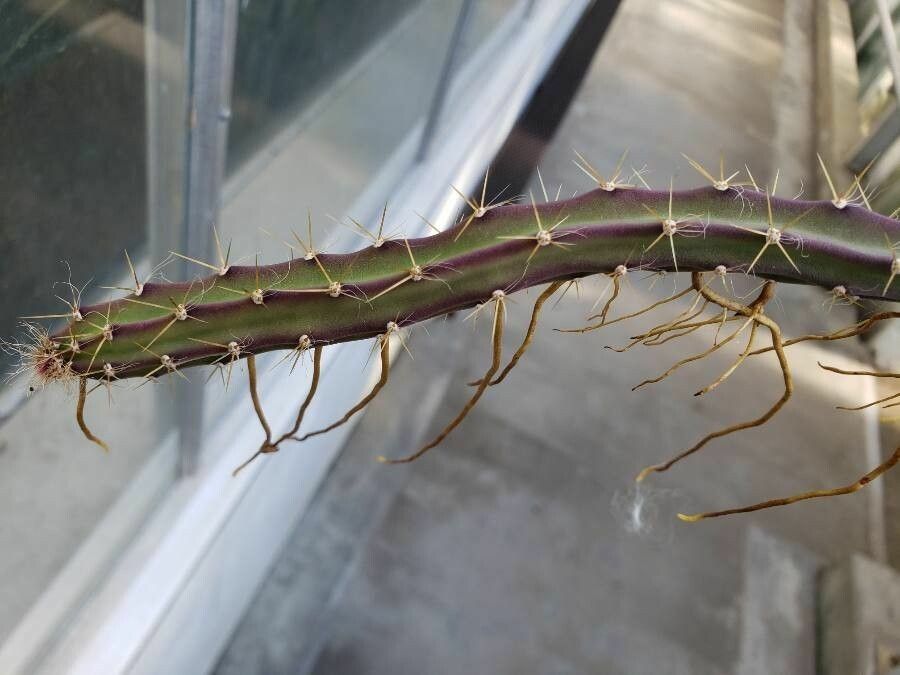 Selenicereus grandiflorus