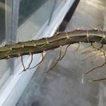 Selenicereus grandiflorus