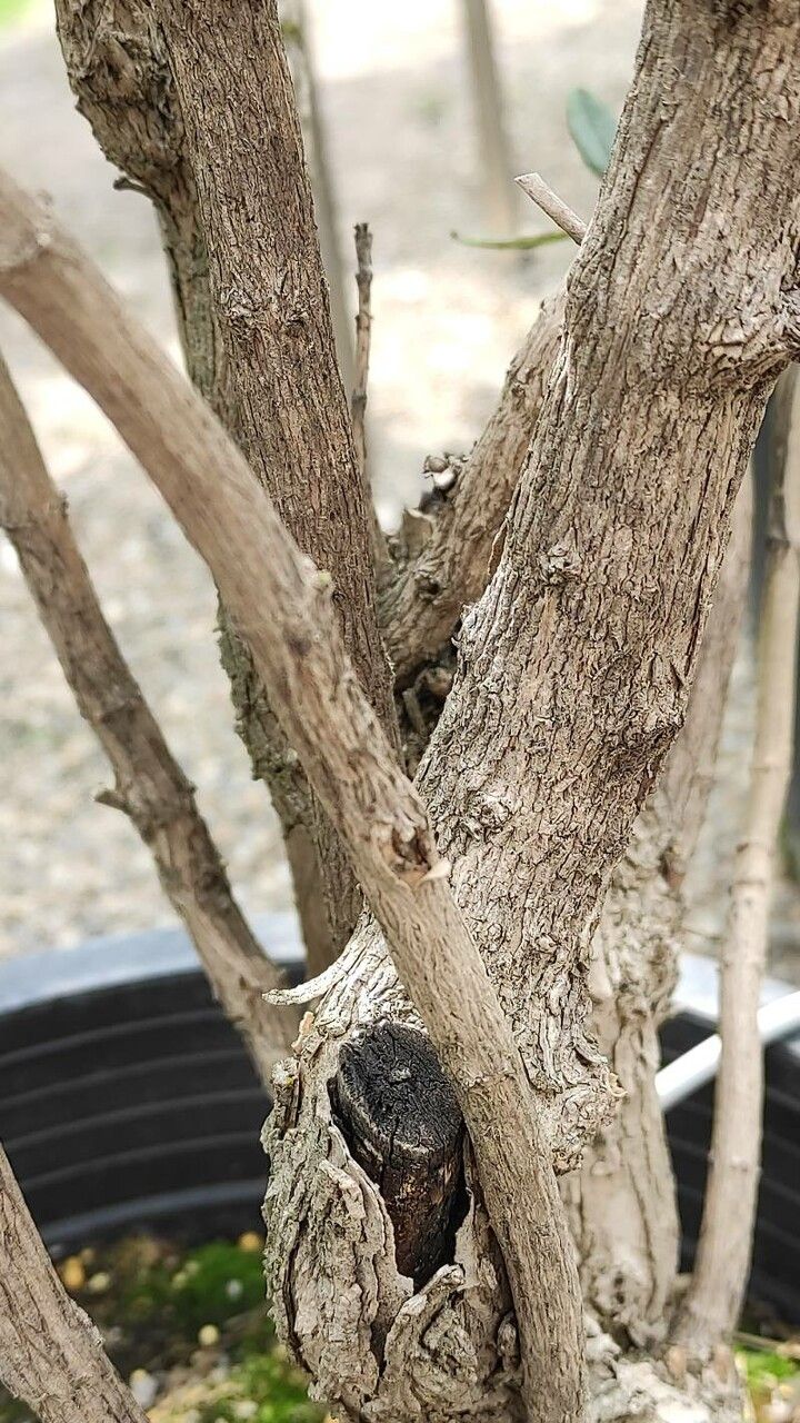 Carpenteria californica bark