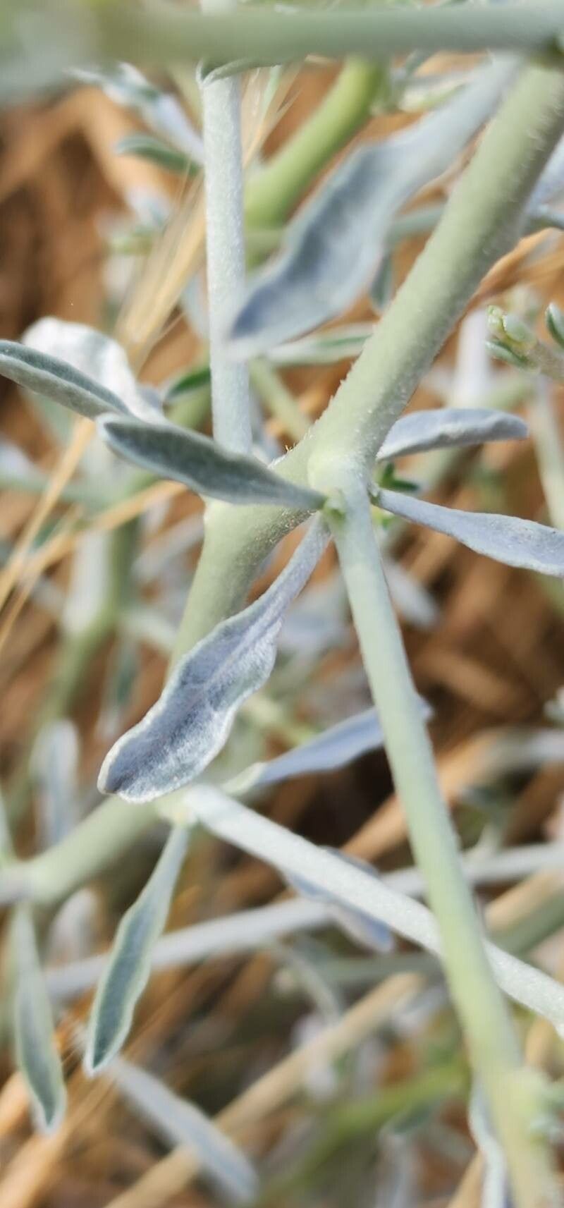 Convolvulus acanthocladus — related species from the same genus