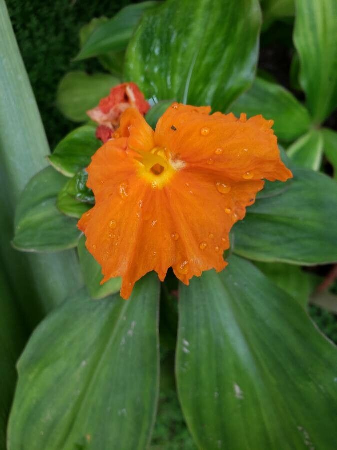 Chamaecostus cuspidatus flower