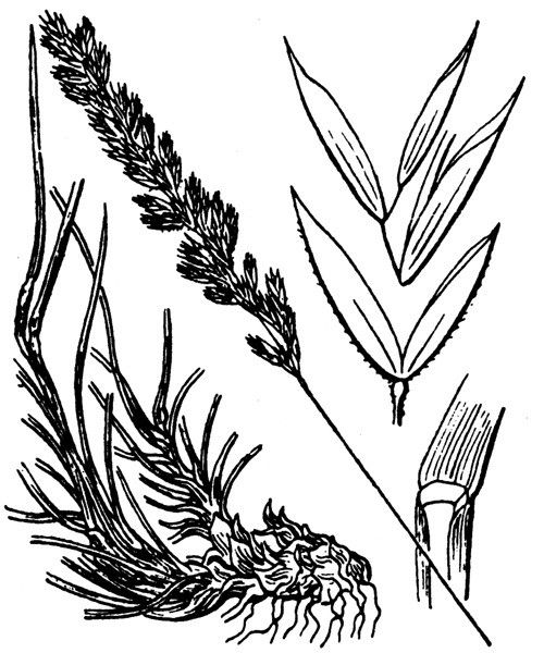 Koeleria cenisia other