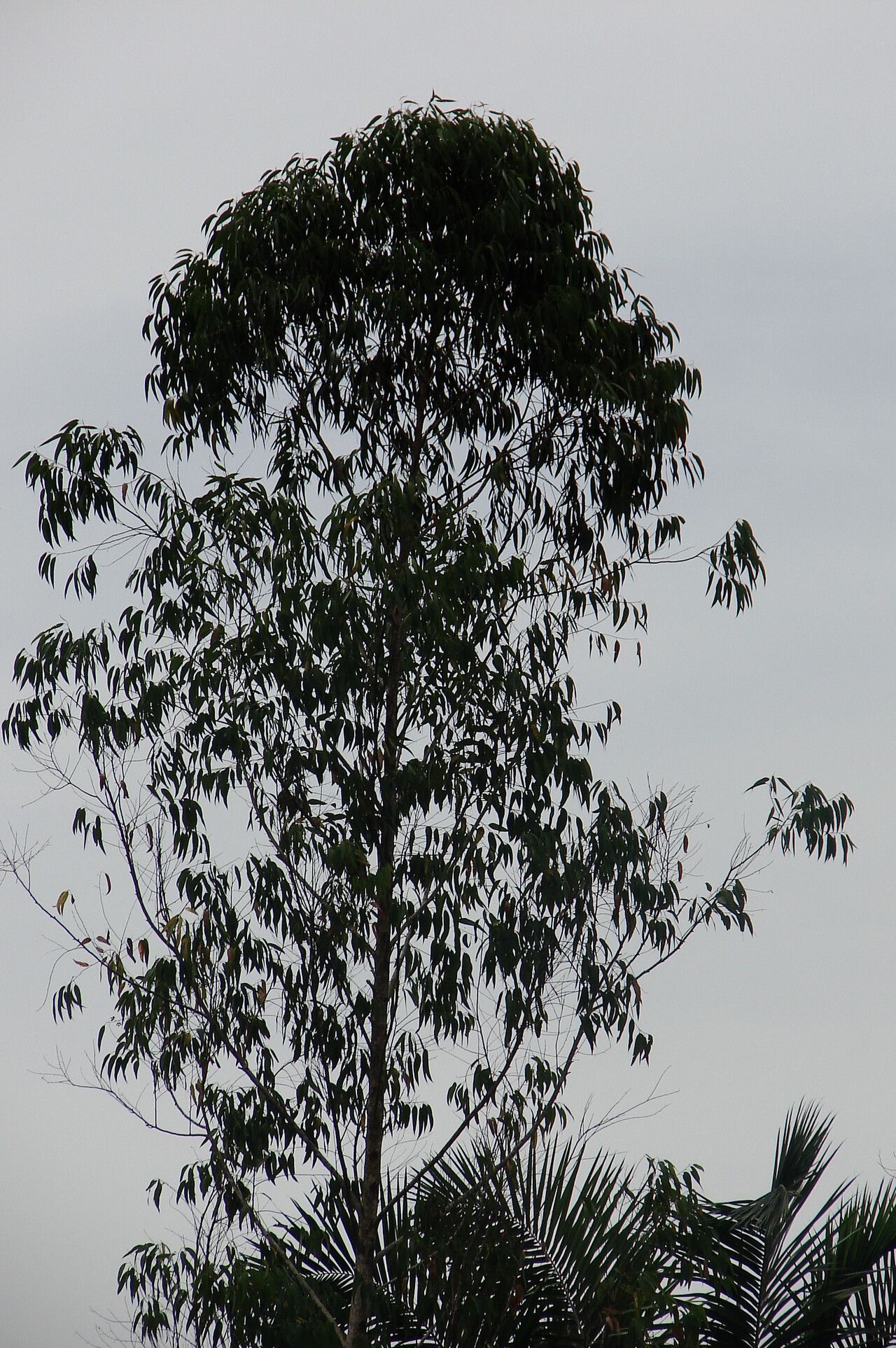 Eucalyptus pellita — houseplant care guide