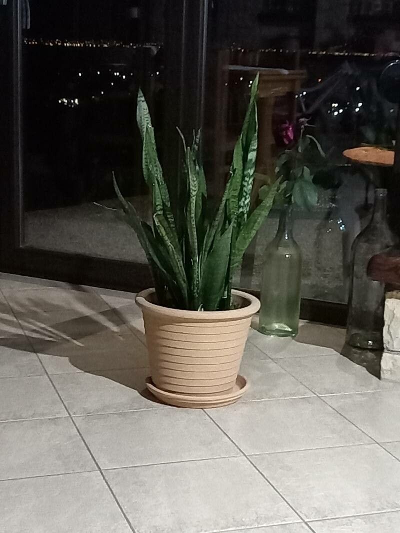 Sansevieria spp. — search result for 'Sansevieria'