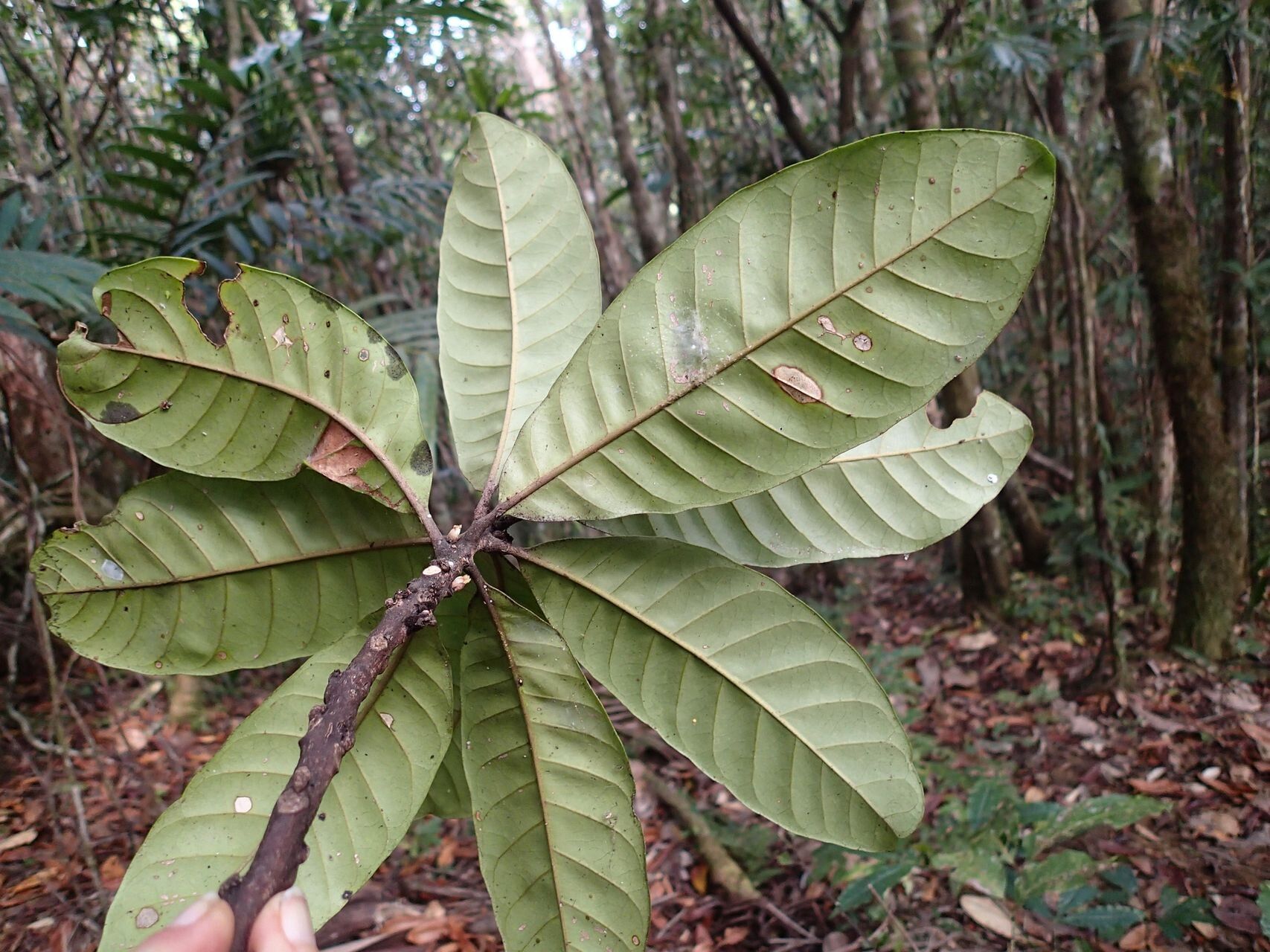 Planchonella roseoloba — houseplant care guide