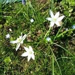 Ornithogalum umbellatum