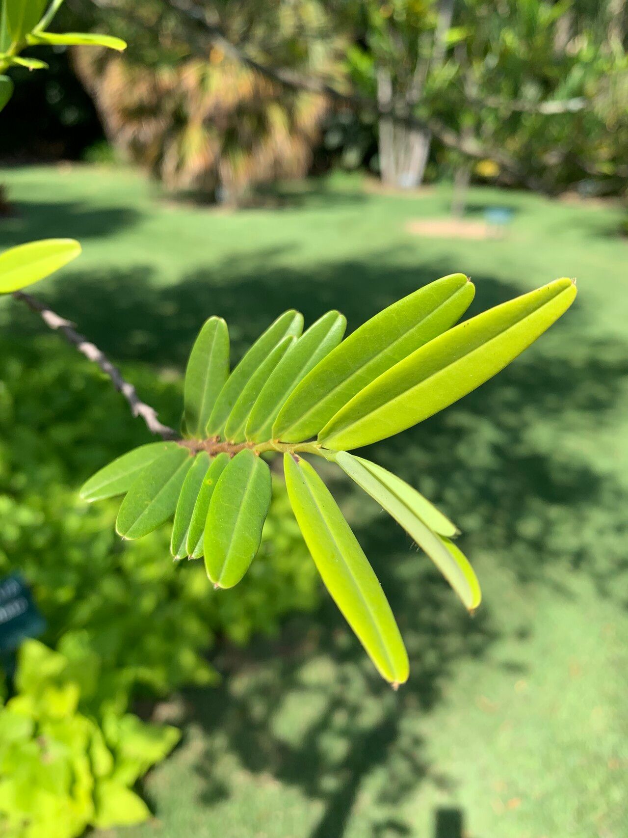 Xylopia emarginata leaf