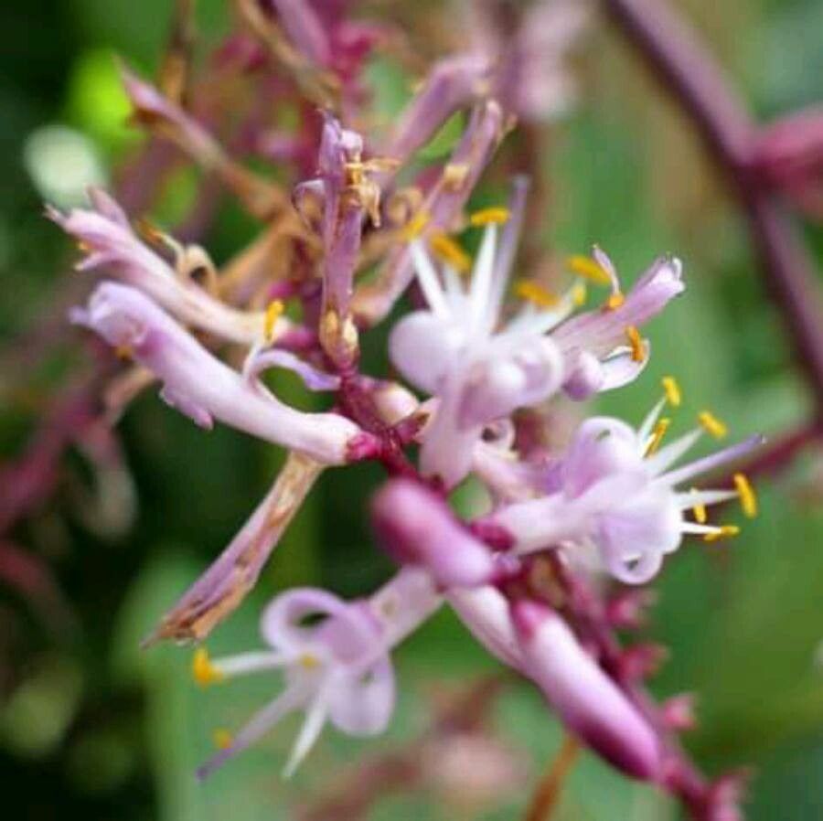 Cordyline sellowiana flower