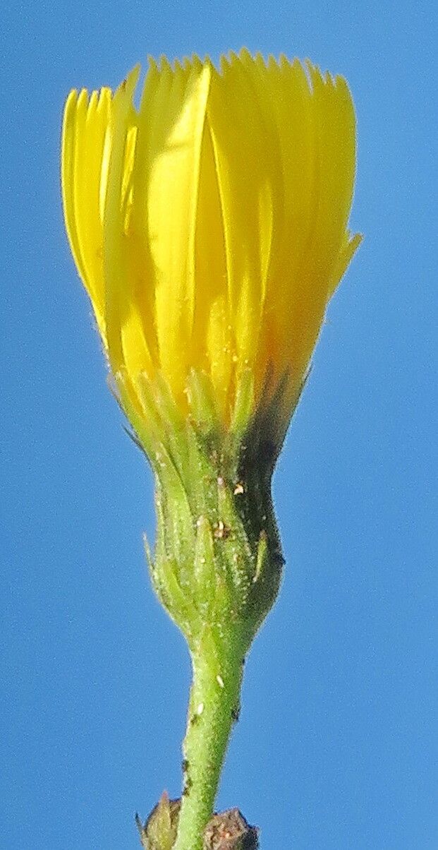 Hieracium inuloides flower