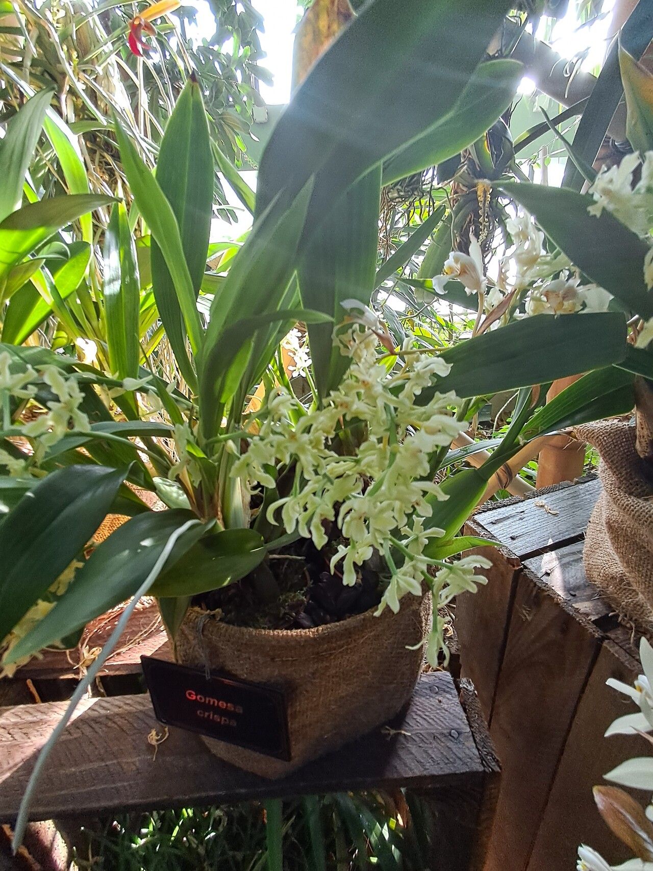 Gomesa crispa flower