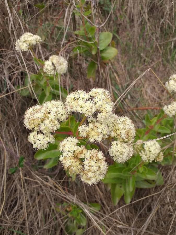 Hylotelephium maximum flower