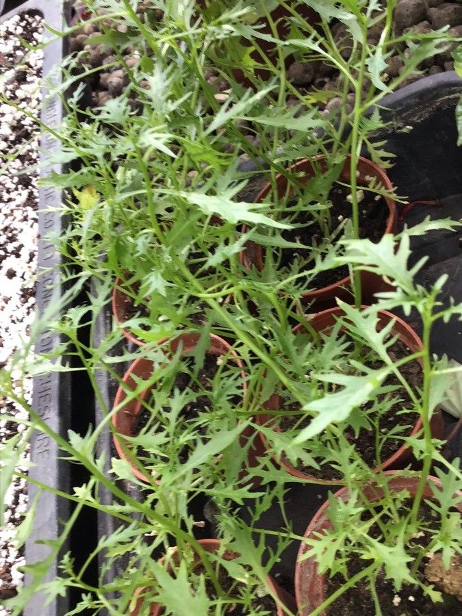 Isotoma axillaris — search result for 'Campanulaceae'