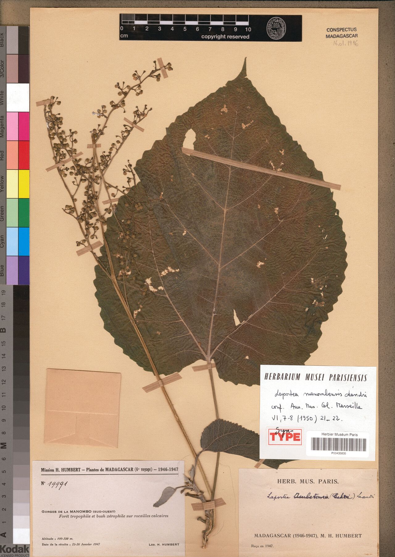 Laportea amberana — related species from the same genus