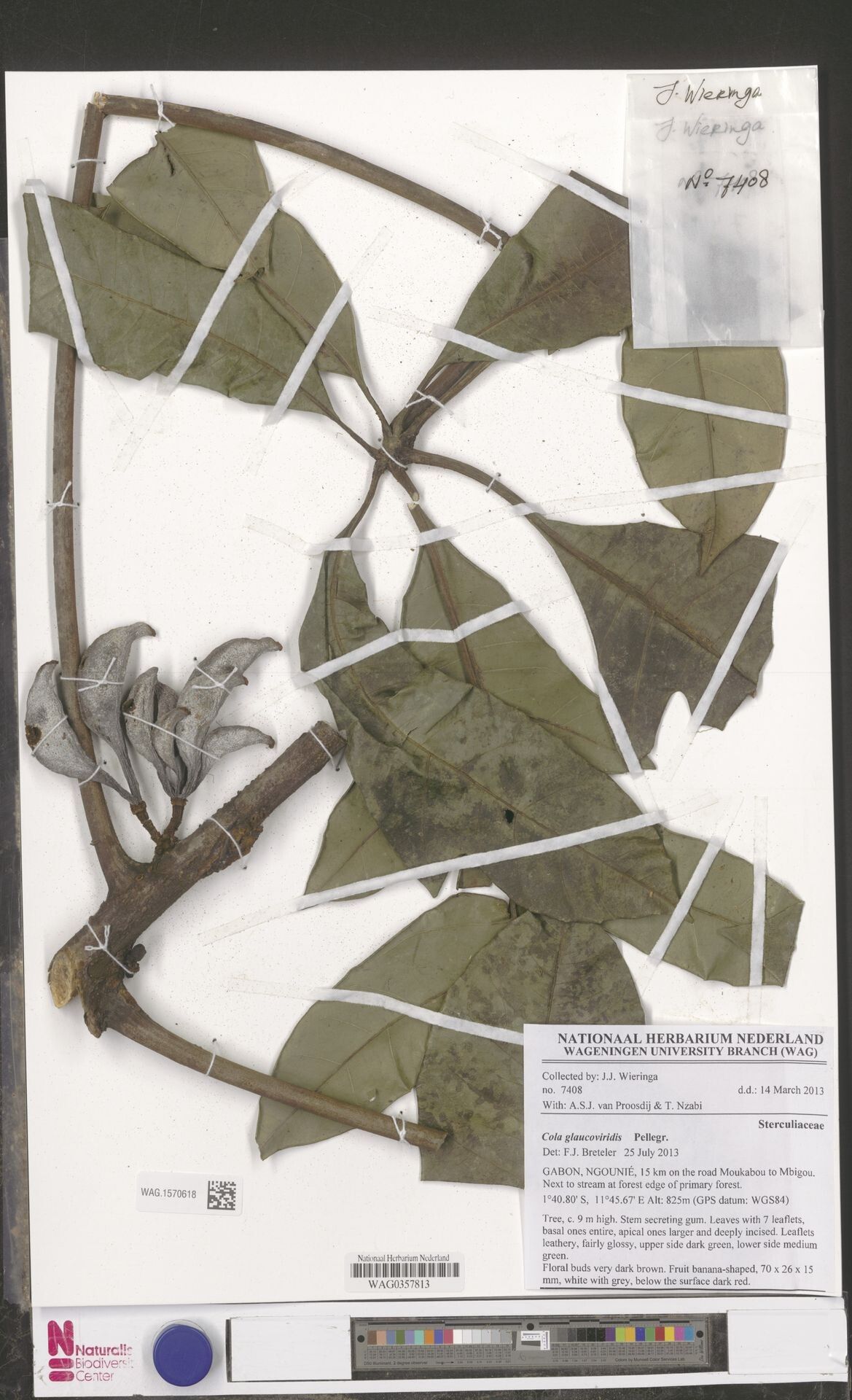 Cola glaucoviridis — houseplant care guide