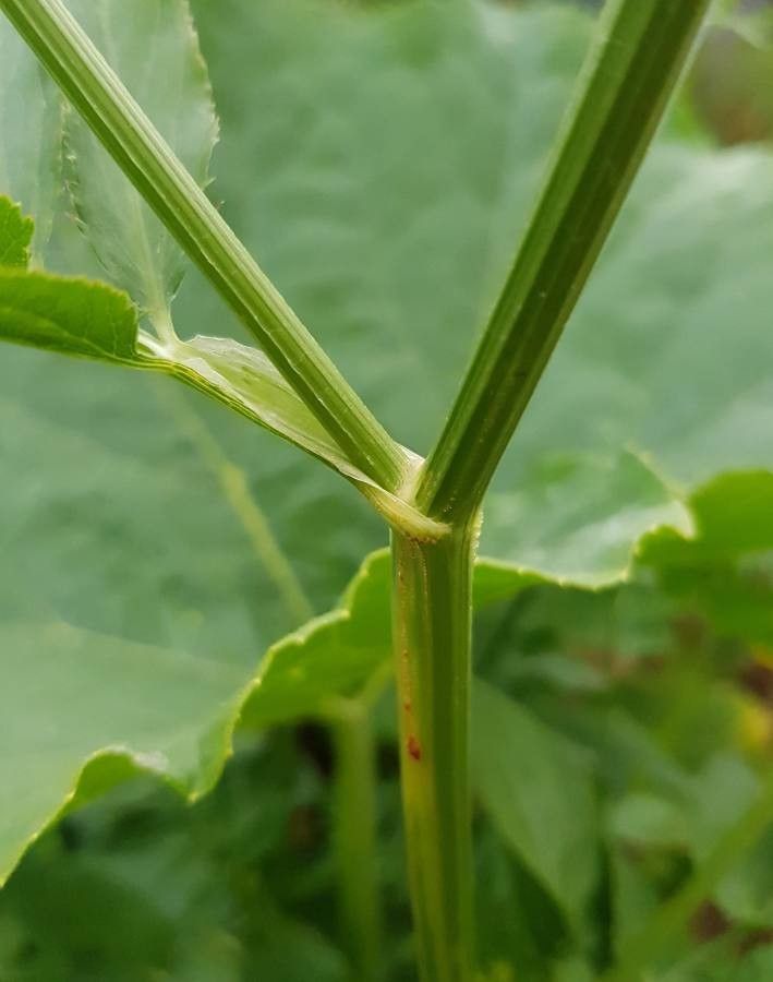 Sium sisarum bark
