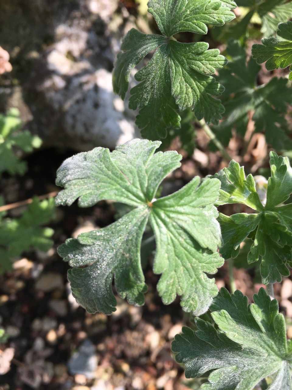 Geranium robustum — houseplant care guide
