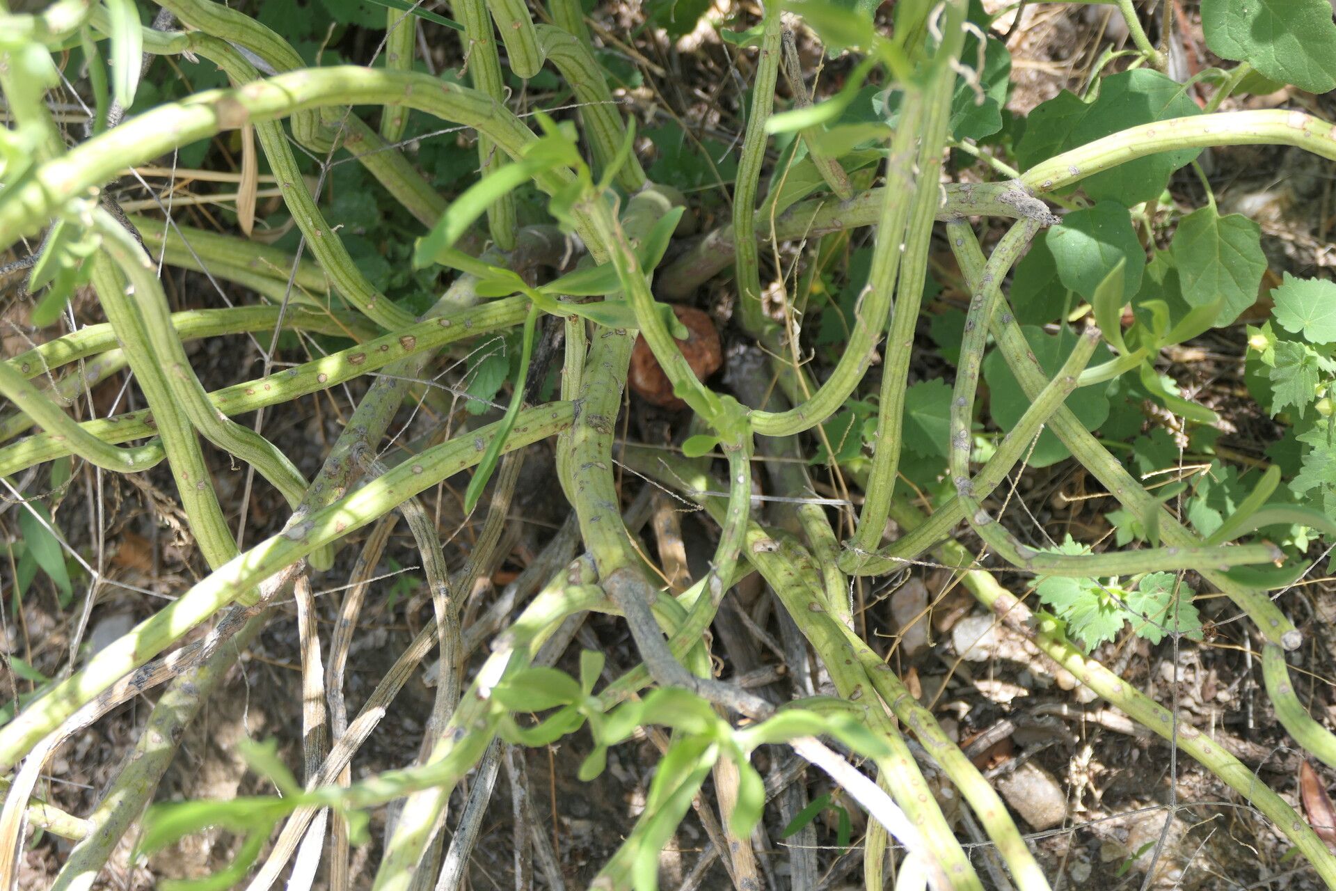 Kleinia longiflora bark