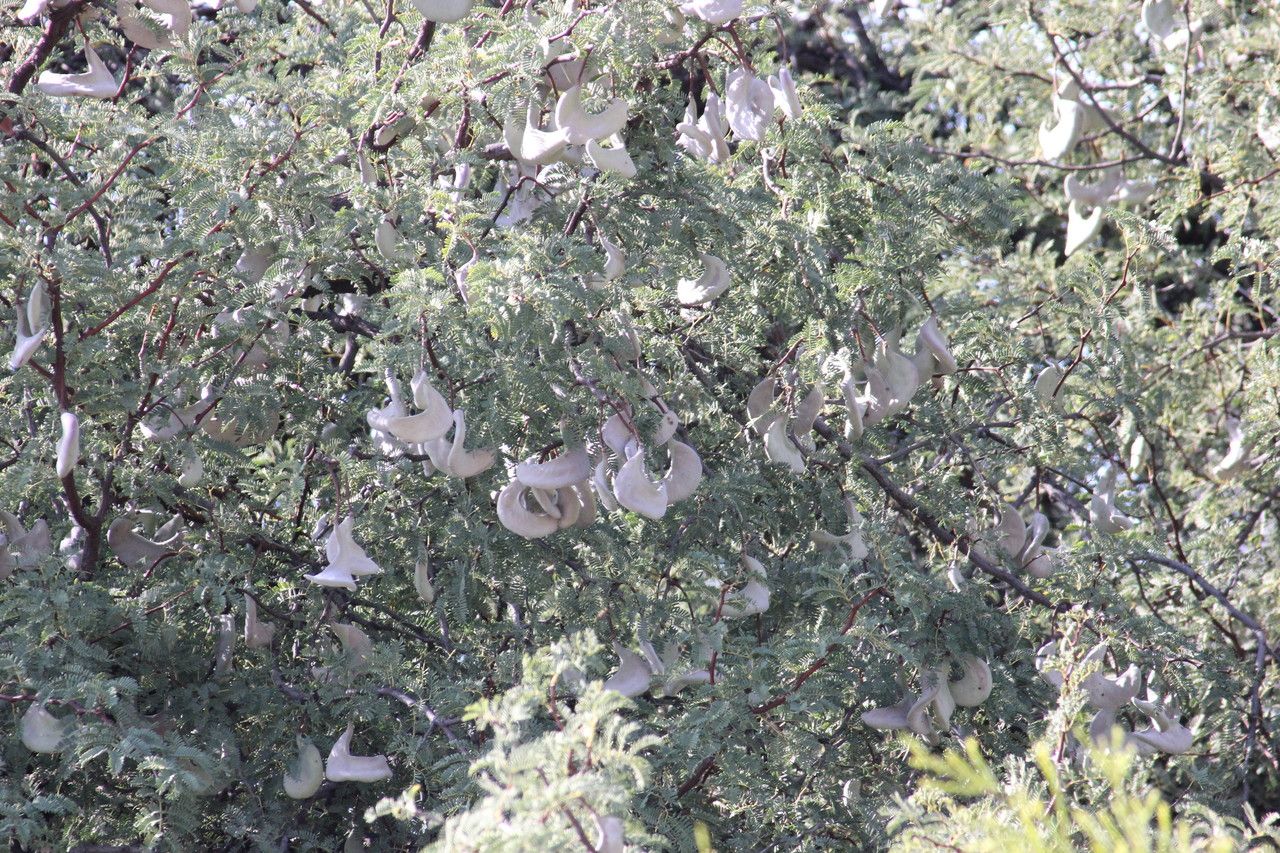 Vachellia erioloba fruit