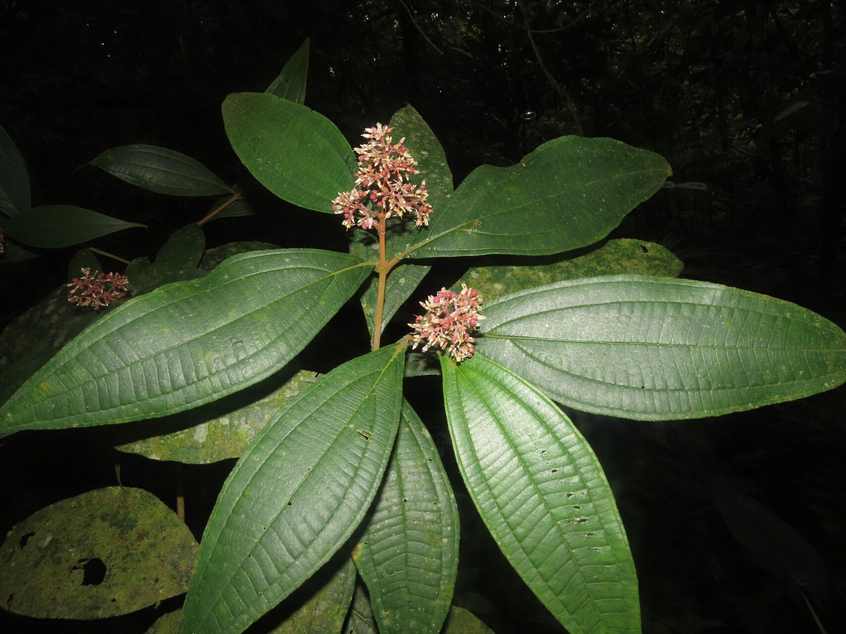 Miconia ligulata leaf