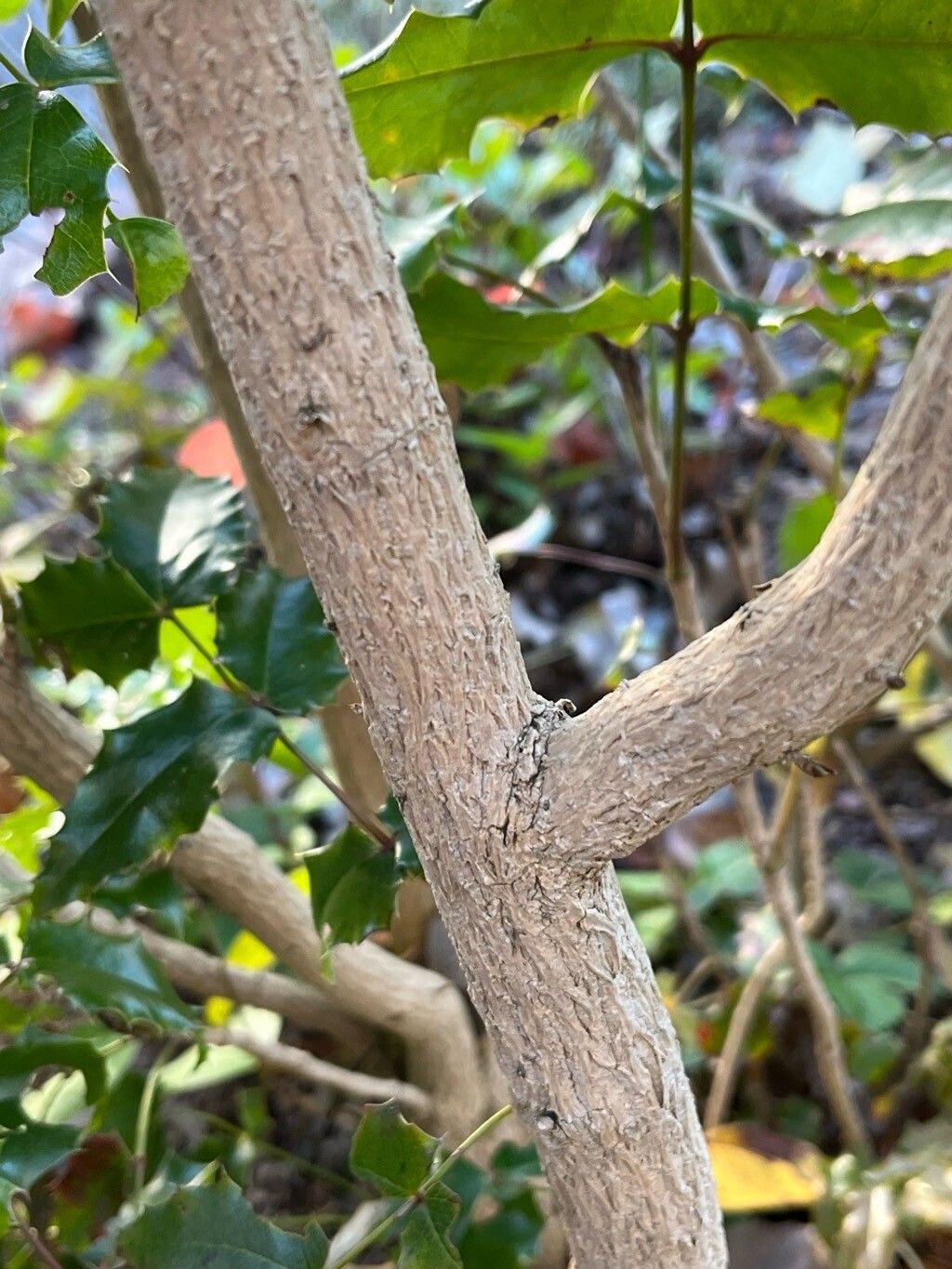 Berberis pinnata bark