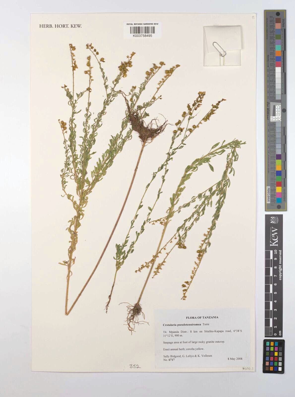 Crotalaria pseudotenuirama — houseplant care guide