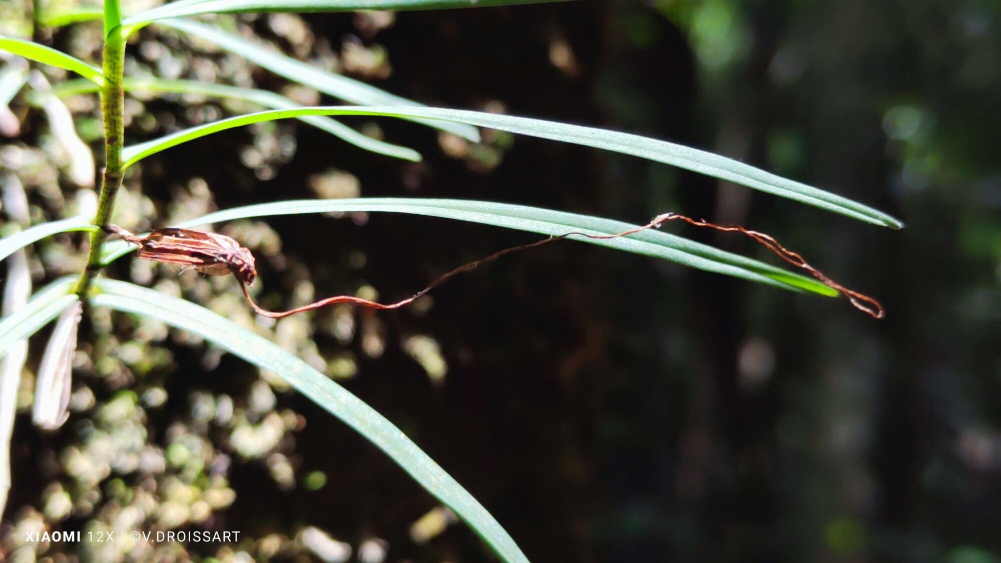 Angraecum filicornu fruit