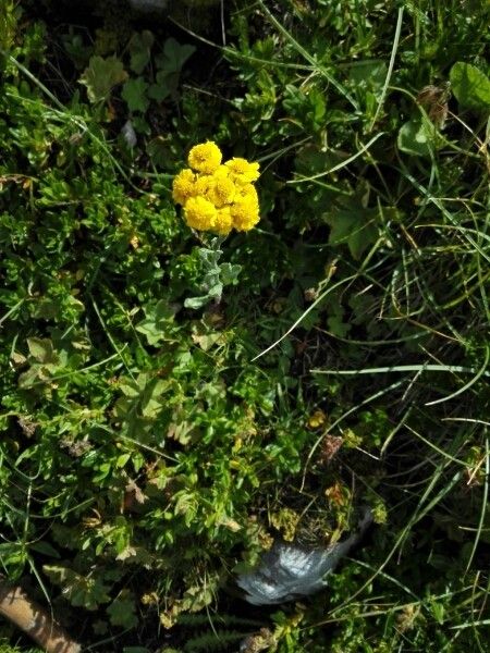 Achillea alexandri-regis flower