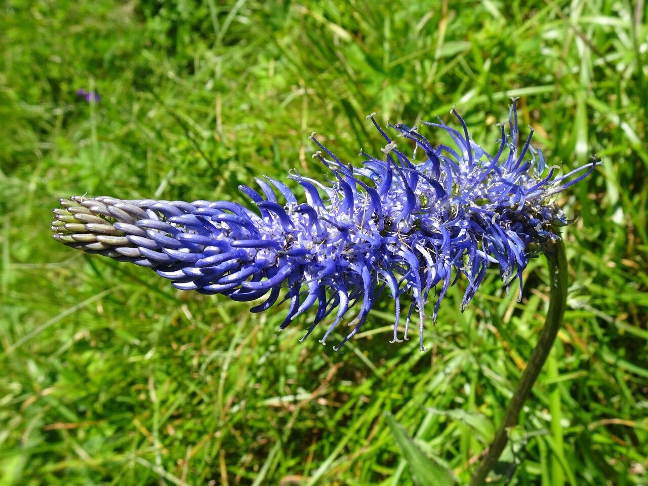 Phyteuma ovatum flower