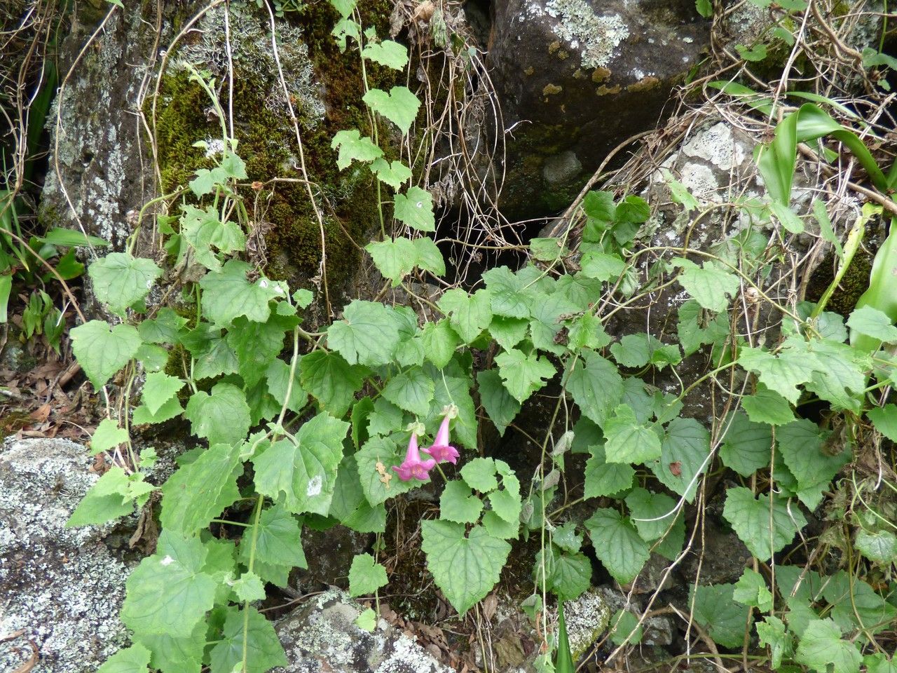Lophospermum erubescens habit