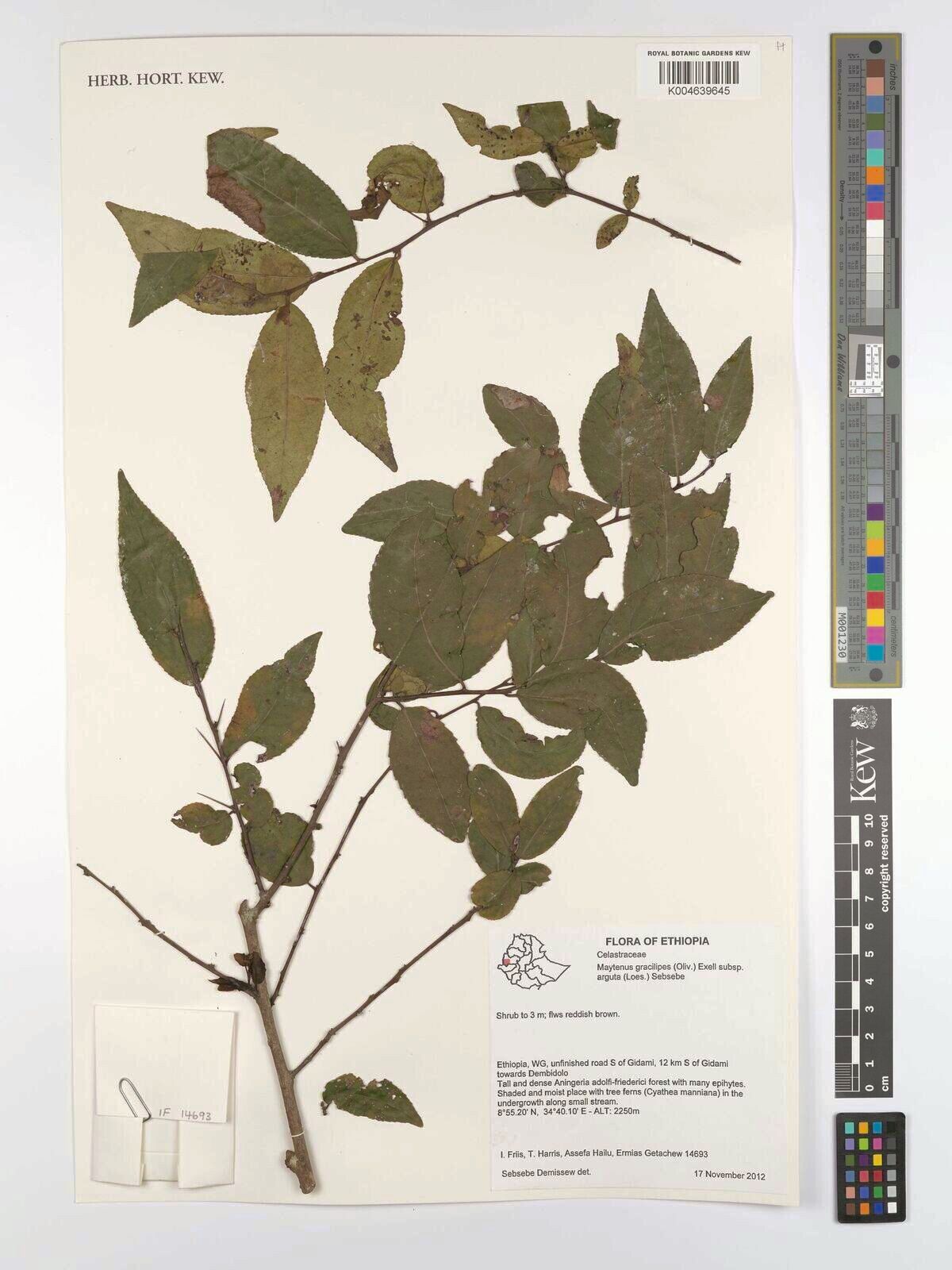 Gymnosporia gracilipes — houseplant care guide