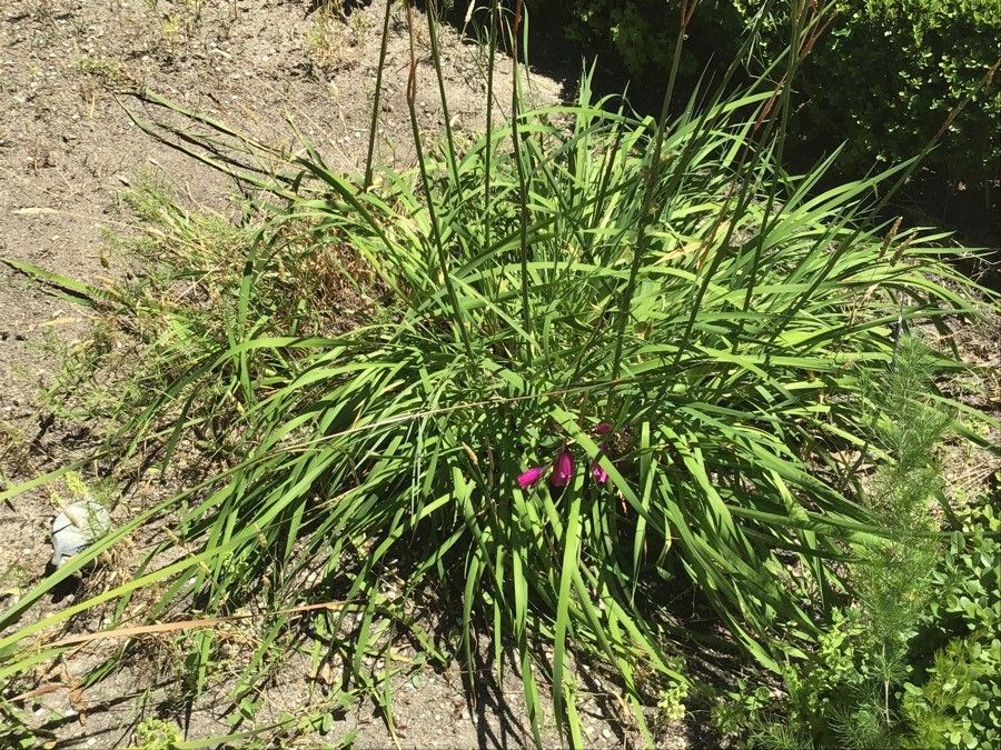 Dierama pulcherrimum — search result for 'Iridaceae'