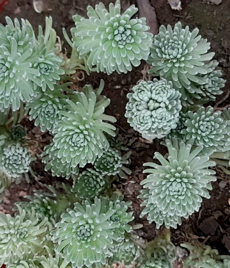 Sedum multiceps leaf